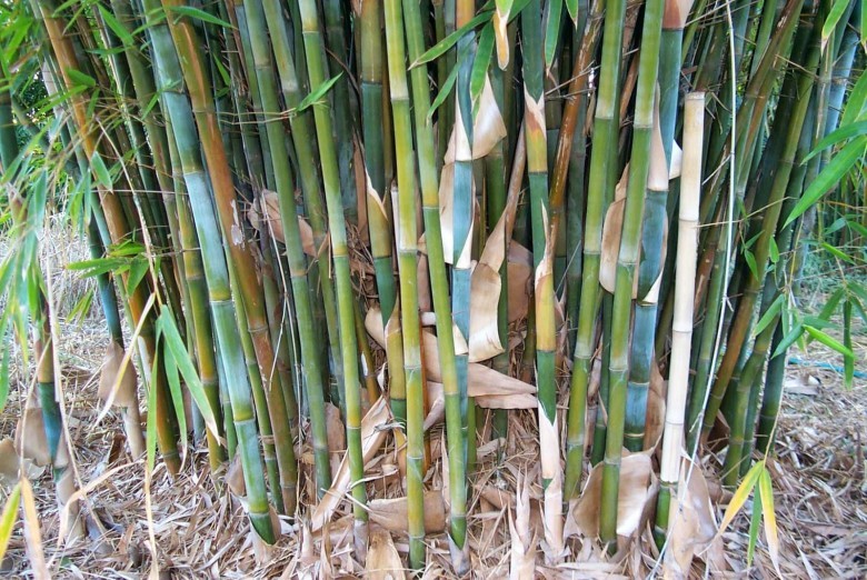 Cây Tre sợi. Bambusa textilis McClure - Cây Thuốc Nam Quanh Ta